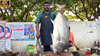 KASIMEDU 🔥 SPEED SELVAM | 30 KG GIANT TREVALLY FISH CUTTING | IN KASIMEDU | 4K VIDEO | FF CUTTING