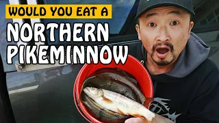 I Did The Unthinkable - PIKEMINNOW Catch & Cook | Fishing with Rod