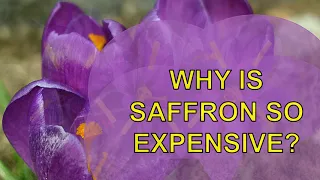 Why is saffron SO EXPENSIVE?