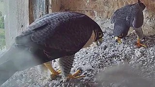 FalconCam Orange CSU~ Xavier comes home for a chat with Diamond! ~5:48 PM 2021/11/30