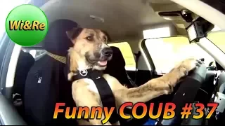 Funny COUB Style #37 ⁄⁄Лучшее в Coub  ПРИКОЛЫ Best Coub