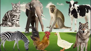 Animal Farm Sounds: Cat, Monkey, Zebra, Duck, Chicken, Elephant, Wolf, Cow - Music For Relax