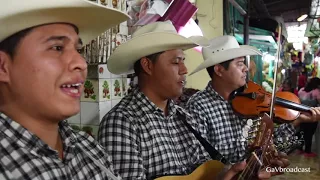 Puros Huapangos Huastecos con el Trío Valle Dorado de Álamo Veracruz