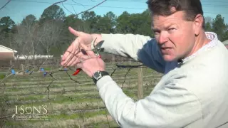 Ison's Nursery & Vineyard First Winter Prunning of Muscadine Vine's Instructional