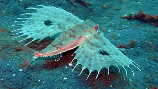 THE DEEP OCEAN | Full Documentary Underwater Naturalium 4k Ultra HD.
