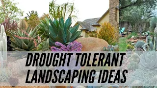 50 Amazing Drought Tolerant Landscaping Ideas That You Have to Know !!!