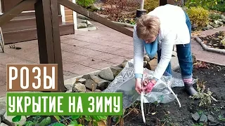 УКРЫТИЕ РОЗ НА ЗИМУ 🌹 Просто и эффективно / Садовый гид