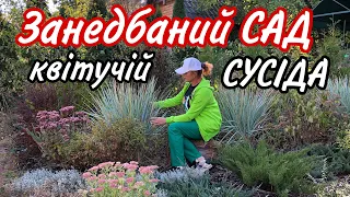 Вересень. Сад СУСІДА.Занедбаний ? Та НІ ! Гарний без догляду . Правильно замульчували! Сад.Дача.