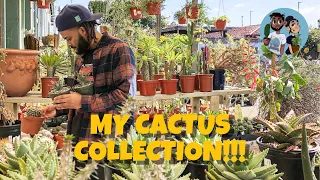 My Entire Cactus Collection (Jan 2020) Euphorbia, Cactus, etc