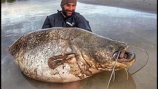 The River Monster: Wels Catfish over 200 LBS - HD by Catfish World