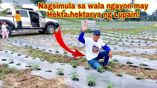 Vegetable Farmer Binulgar ang Diskarte para kumita at Umasenso sa Farming