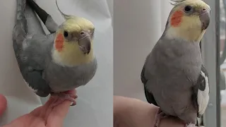 Cockatiel bird excited to play🥹💗
