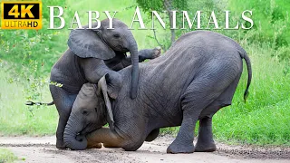 Lovely Moment between mother animal and baby animal - Relaxing music, Soothing Music