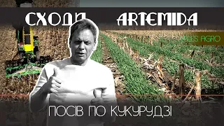 Сходи ячменю по кукурудзі // Artemida / експеримент