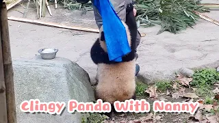 Very Needy Panda Refuses To Let Nanny Go | iPanda