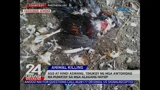 24 Oras: Pumatay sa 20 alagang manok at bibe sa Casiguran, Aurora, tukoy na ng mga awtoridad