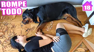 MI PERRO ROMPE TODOS los Muebles 😱 Poniendo Bonita la Casita 😍 Sandra Cires Art