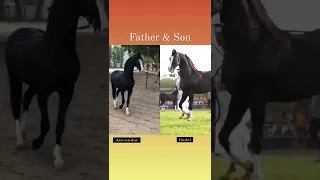 Father & Son #marwaristallion #marwarihorse #marwaribreed #shortvideo #ytshorts #trending #viral