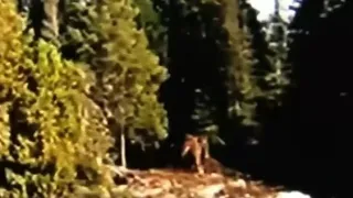 The Best Bigfoot Footage of 2022