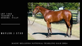 Lot 1443 Tassort x Shagra Filly from Waylon J Stud