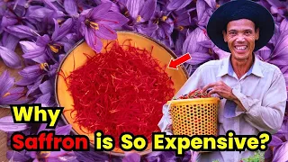 The Real Reason Why Saffron Costs More Than Gold.