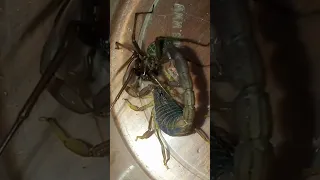 scorpion vs giant spider #spider #insects #tarantul #scorpion #arachnid