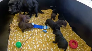 Labrador puppies 3 weeks old with their mom