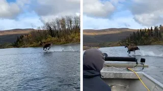 Moose 'Walks On Water' Next To Boat