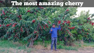 The most biggest & Amazing Cherry Farm 🍒🍒🤩 Asi luce el huerto de cerezas con mas frutos😱