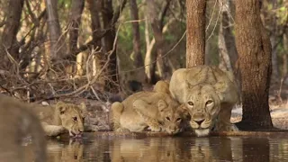 Lioness  and cubs|Sasan  gir forest | #worldlionday2020