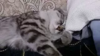 Сон сытого Кота