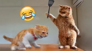 Videos De Risa de Animales - Los Mejores Videos de Gatos Chistosos #002
