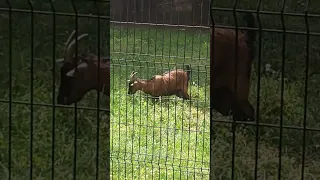 #goat#bucharest#zoo#baneasa#baaa