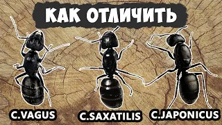 Как отличить camponotus vagus от c. saxatilis / japonicus / herculeanus