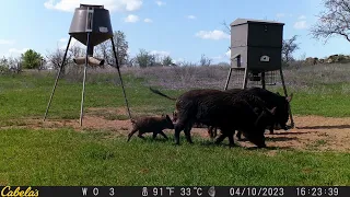 Hogs 4/6/23-4/13/23