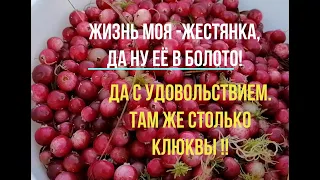 Татьяна. Жизнь моя-жестянка. Да ну её в болото! Да с удовольствием. Сбор клюквы у лебединого озера