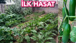 HOBİ BAHÇESİ SERİSİ 6 | İLK HASAT VE BAKIM İŞLERİ DOMATES BİBER PATLICAN SALATALIK KABAK ÇİLEK