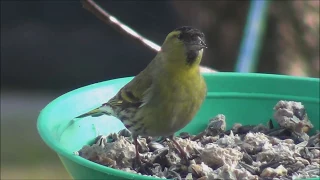 🐦 Cajzla - Carduelis spinus (Linnaeus, 1758) ♂