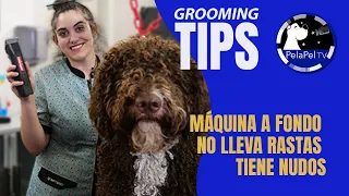 Dog grooming tips de PELUQUERÍA CANINA, ¿cuando PELAR, RAPAR un perro con nudos? con ANNA GUILLEN