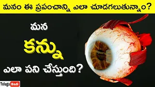 👁️ Working Of Human Eye in Telugu | How Human Eye Works Explained | Telugu Badi