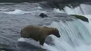 Mama bear rescues cubs after waterfall slip