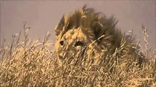 Gorgeous Lion in the Serengetti, Africa HD