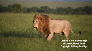 Lemurt, 1 of 5 Sankai boys, Maasai Mara lion coalition, chasing intruders.