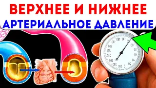 Верхнее и нижнее давление: как понимать эти цифры, возраст и АД