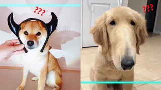 Time Warp Scan TikTok Compilation - Funny Dog and Cat Reaction Videos