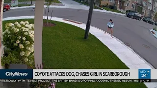 Coyote attacks dog, chases girl in Scarborough