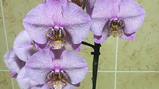 Цветение Орхидеи Манхеттен и радостный сюрприз...