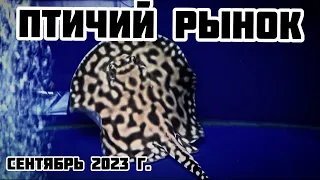 Птичий рынок!! Сентябрь 2023г.