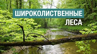 Широколиственные леса: богатство, требующее восстановления (второе издание)