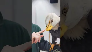 Spirit's gentle beak skills (Bald Eagle)